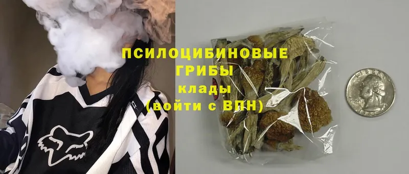 Галлюциногенные грибы Psilocybe  Ступино 